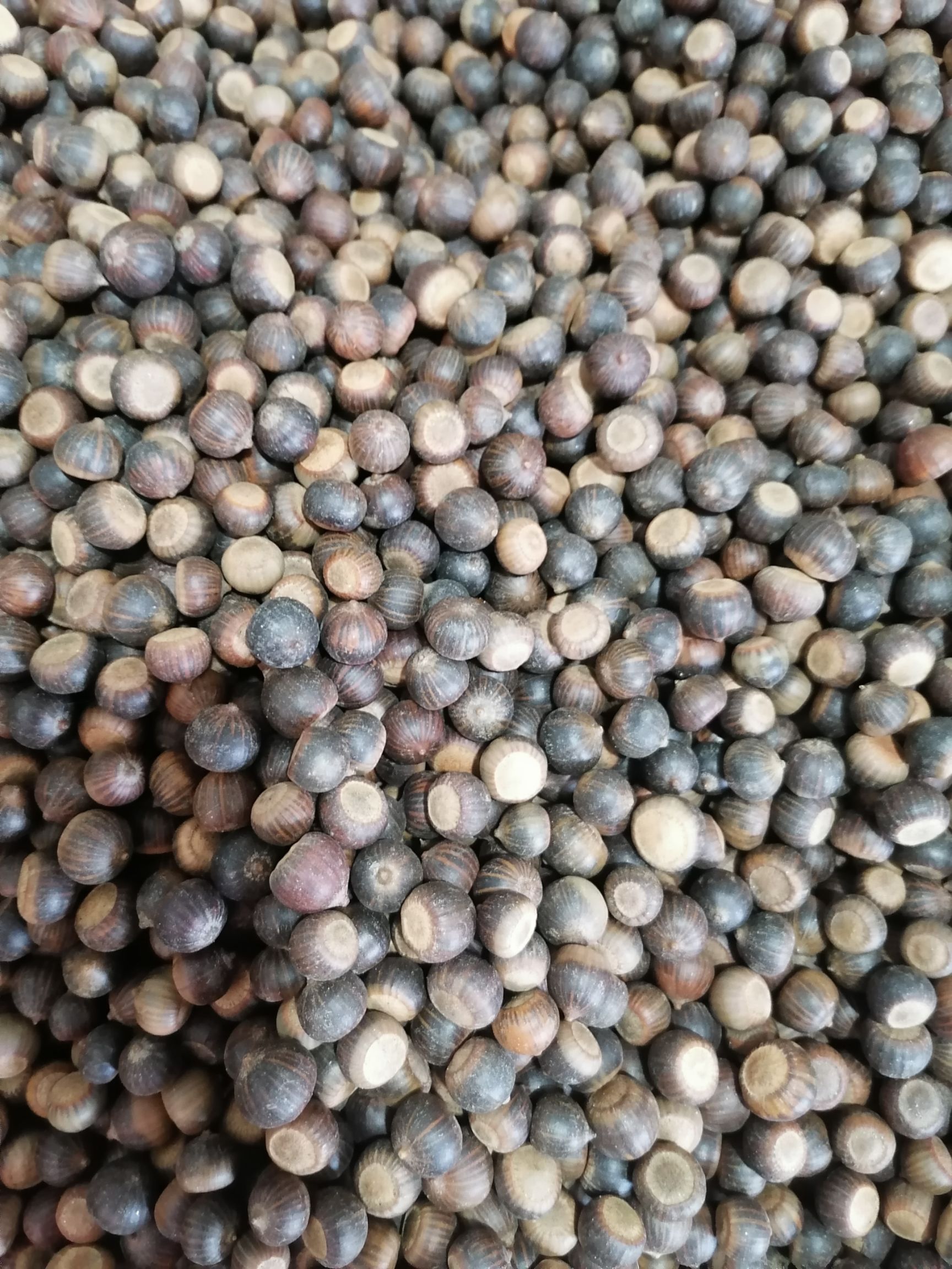 橡树种子 北乐红栎沼生栎