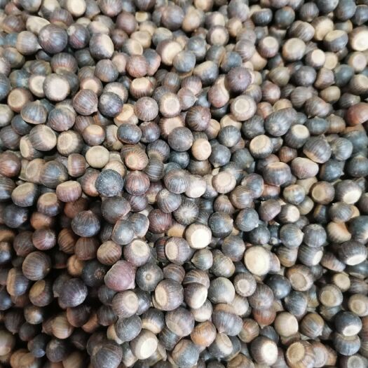 济南橡树种子 北乐红栎沼生栎