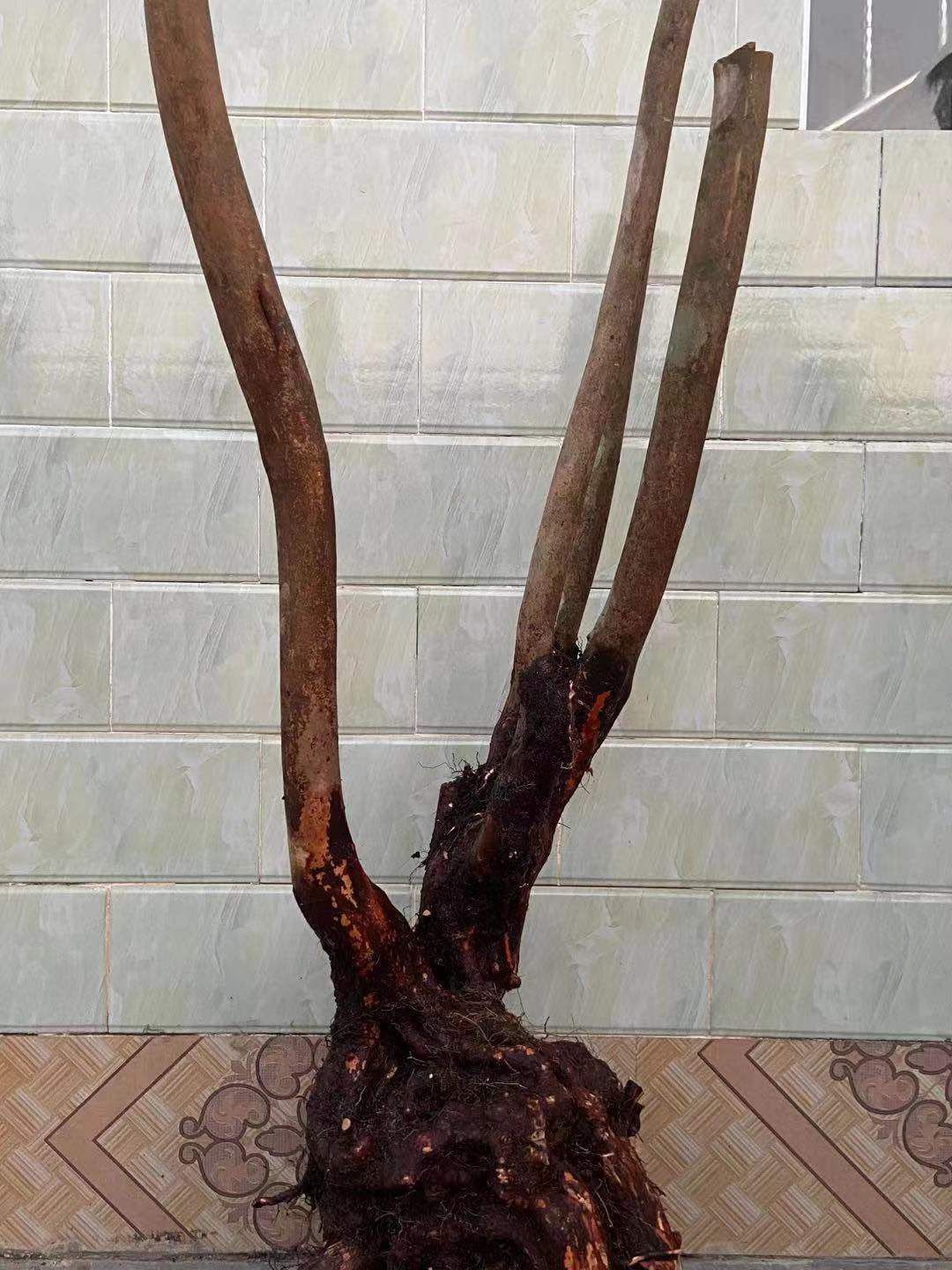 国旗红杜鹃 映山红老桩 花色国旗红