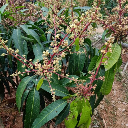 灵山县贵妃芒果苗  芒果树苗嫁接芒果苗南方种植果树苗果苗四季芒金煌芒当年结果包邮