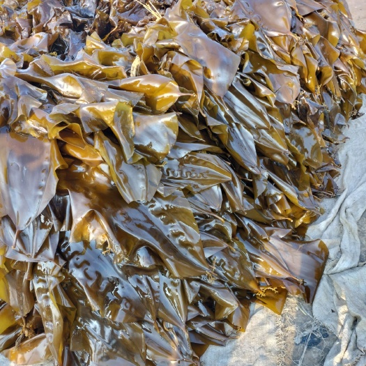 大连鲜海带 鲜品海带