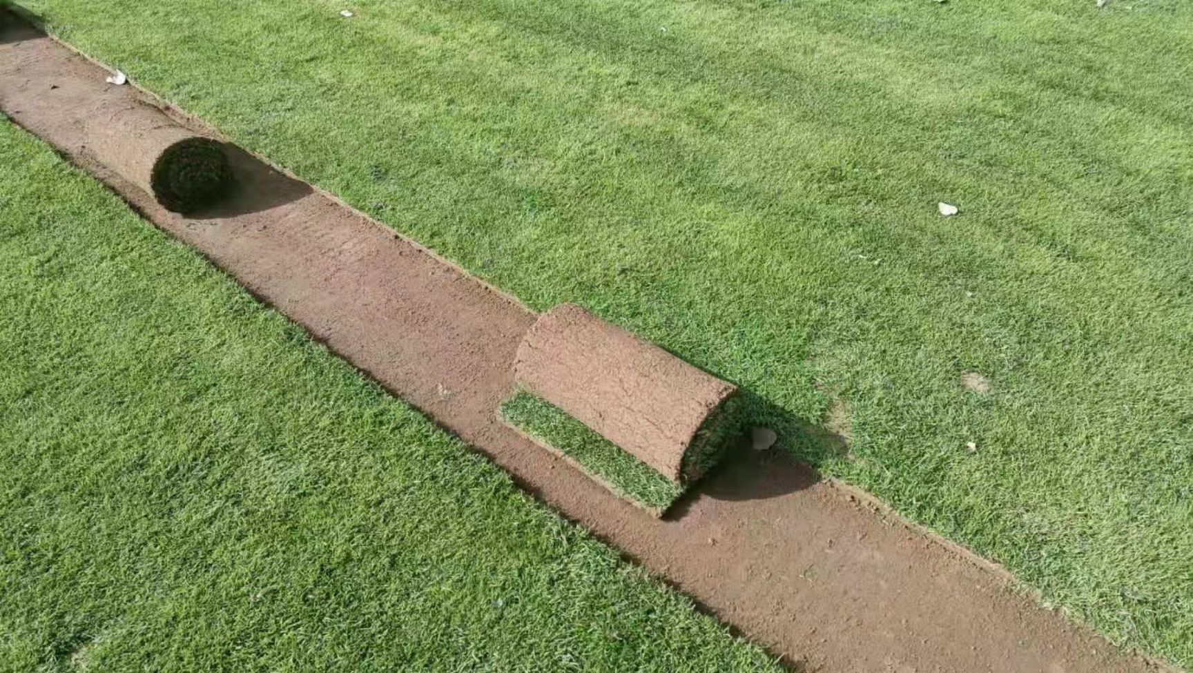 果岭草  弘扬生态文明，享受绿色生活。公司主营:沙坪、四季青