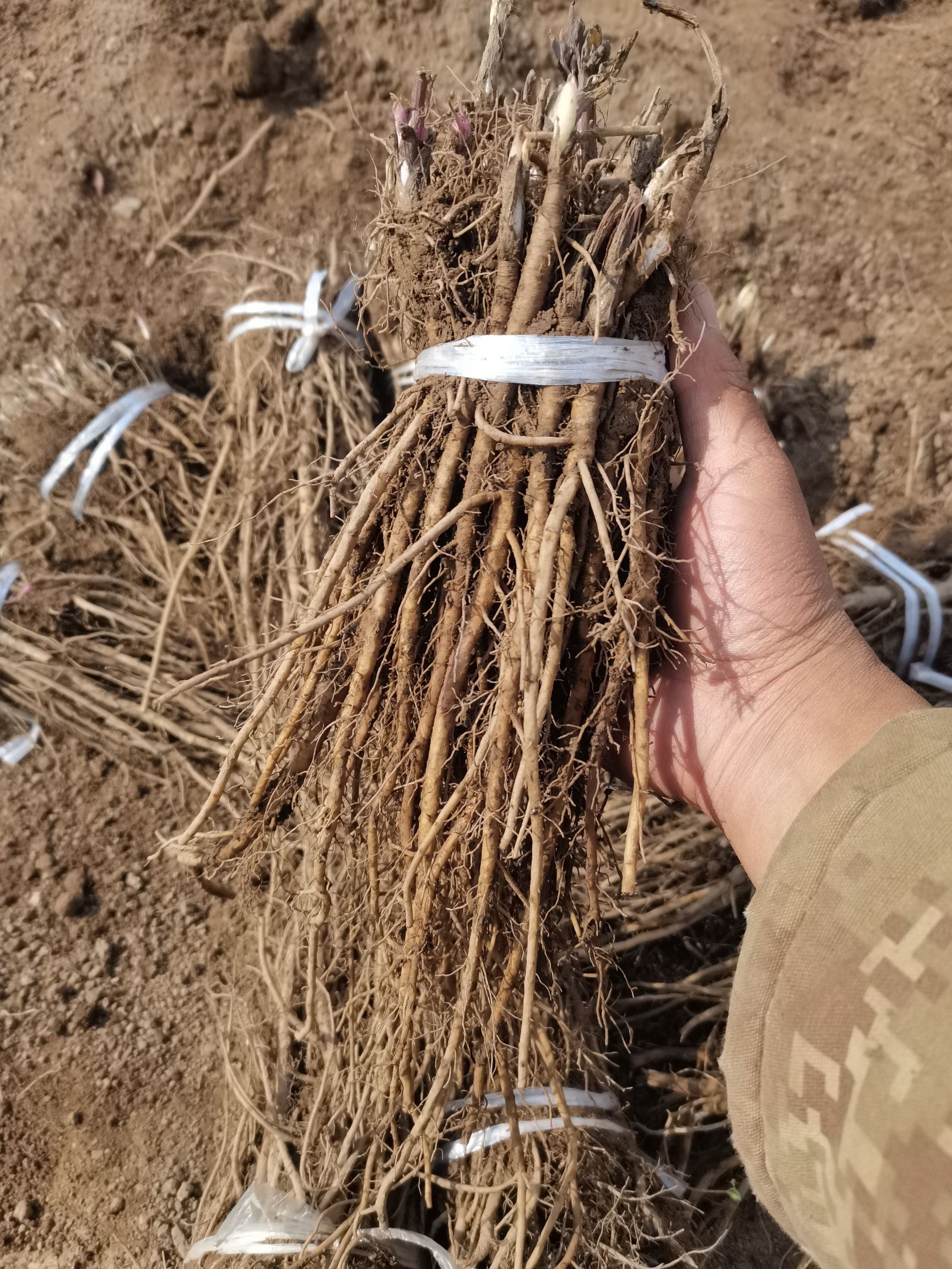 羌活种子  甘肃原产地羌活苗子价格便宜成活率高