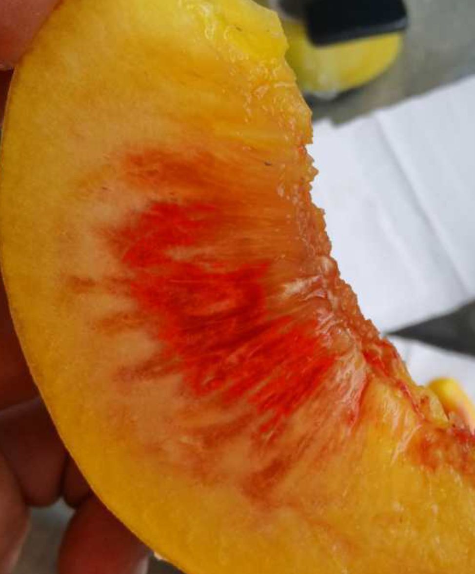 早生  早中生黄桃苗，黄桃苗，黄桃