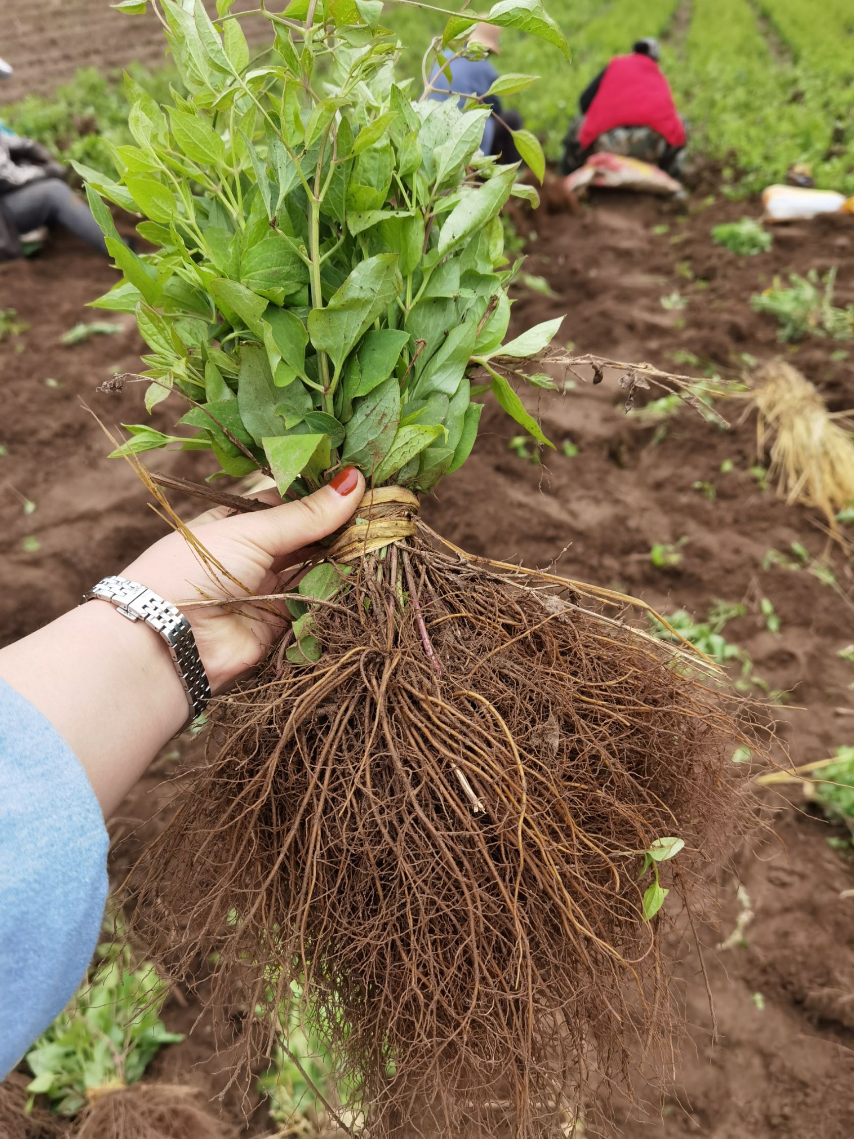 威灵仙种苗，二年苗