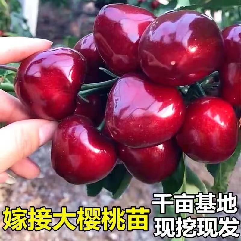 齐早樱桃苗  吉塞拉矮化樱桃树苗，嫁接樱桃树苗，乔化樱桃树苗齐早美早，等