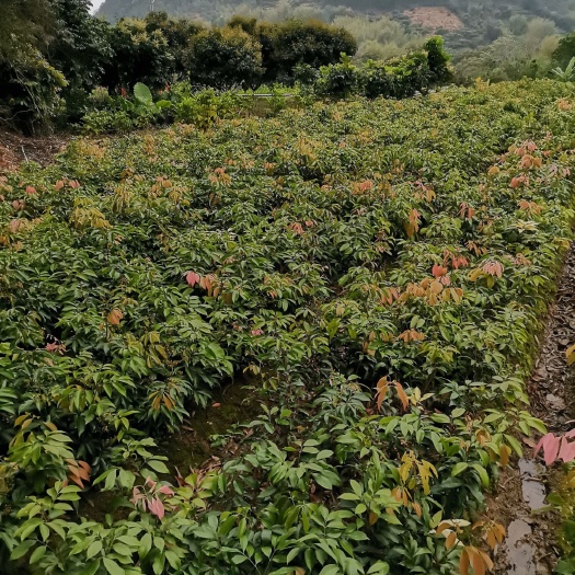 高州市荔枝苗 供应荔枝稼接苗，实生苗，黄皮龙眼波萝等优良品种