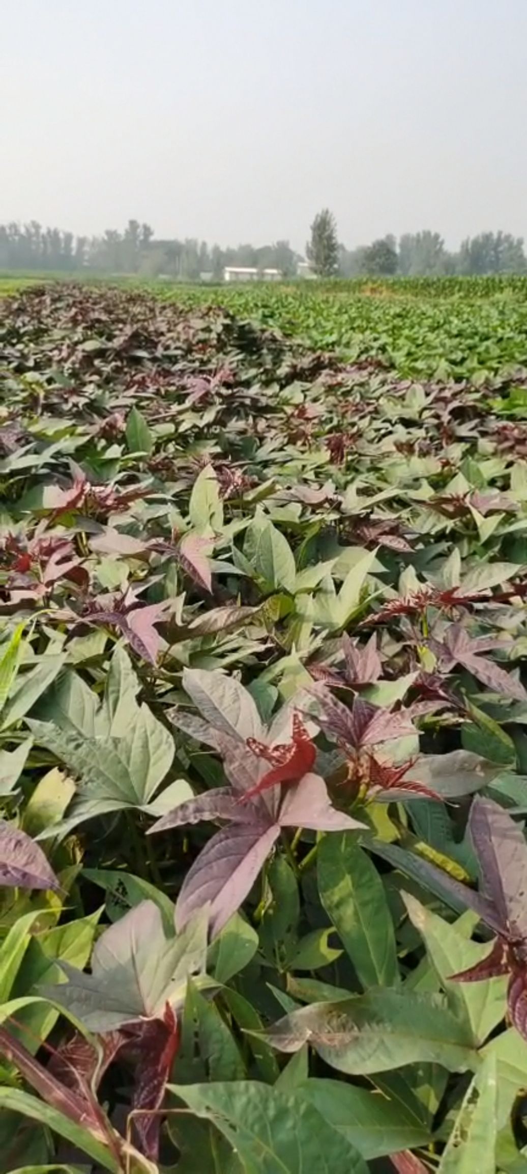 普薯32红薯苗  脱毒红薯苗原原种