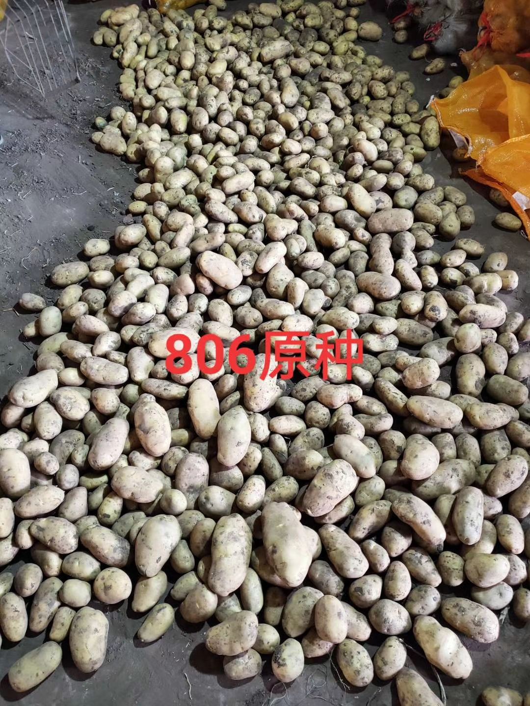 土豆种 原种 