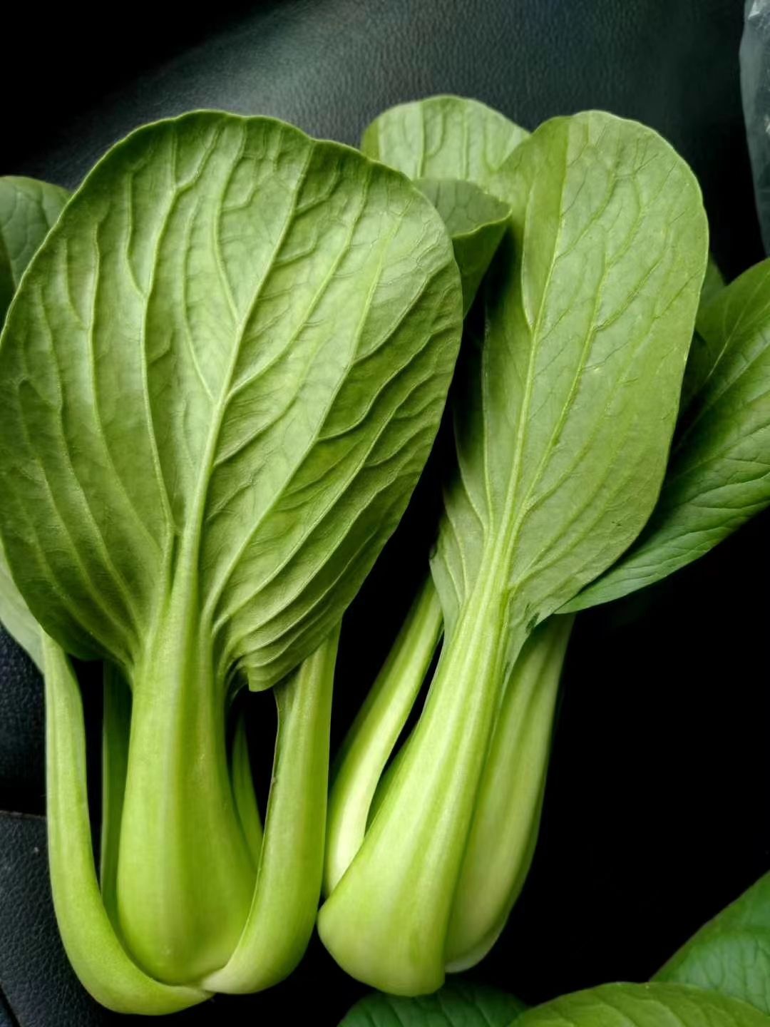 上海青小白菜大量上市曹县蔬菜基地欢迎选购