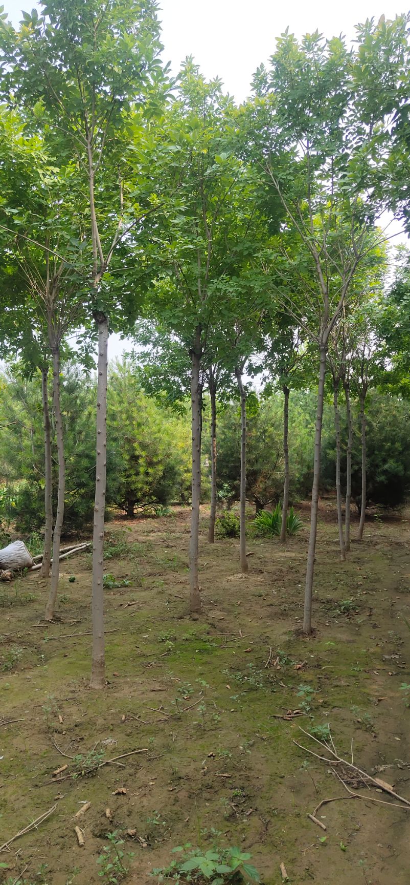 金叶白蜡 2~2.5米 