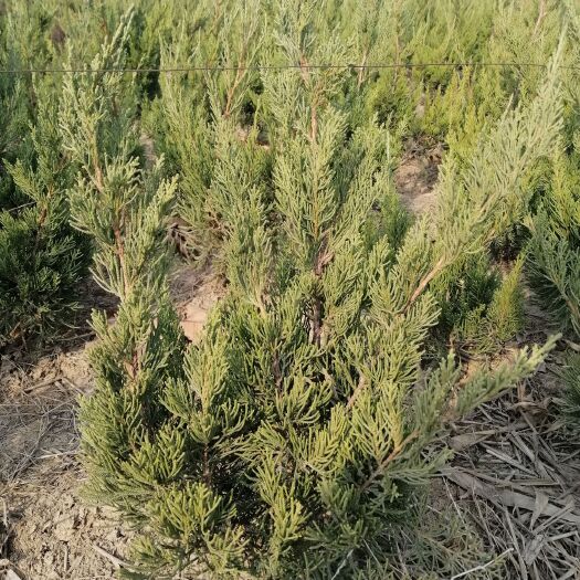 鄄城县 菏泽鄄城大量供应小龙柏工程苗