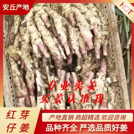 安丘市仔姜 山东省潍坊市安丘市 4~6两 水洗