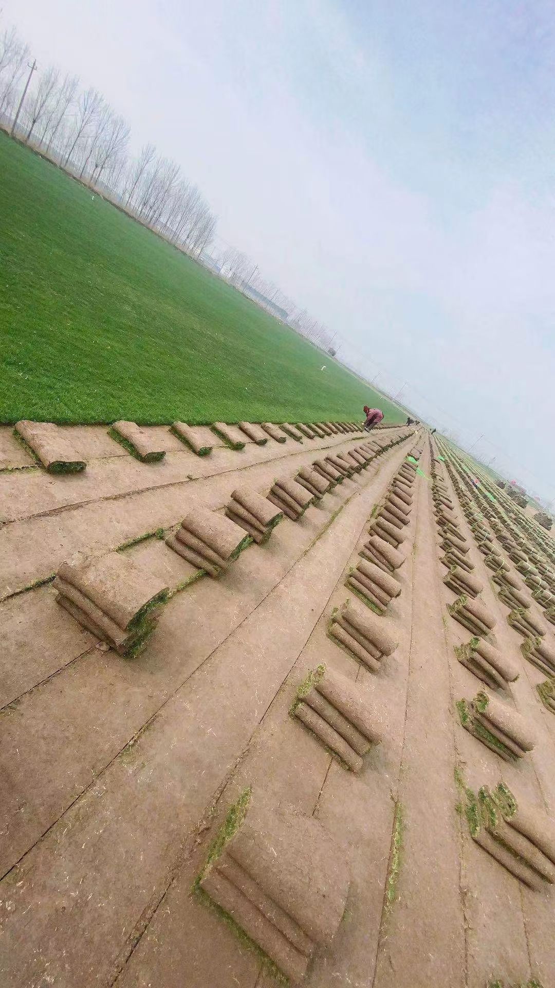 果岭草  弘扬生态文明，享受绿色生活。公司主营:沙坪、四季青