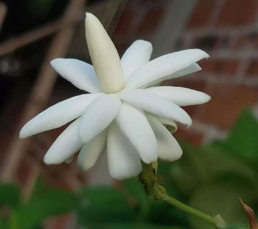 单瓣茉莉  横县茉莉重瓣笔尖茉莉，2年苗，新品种花味超级香
