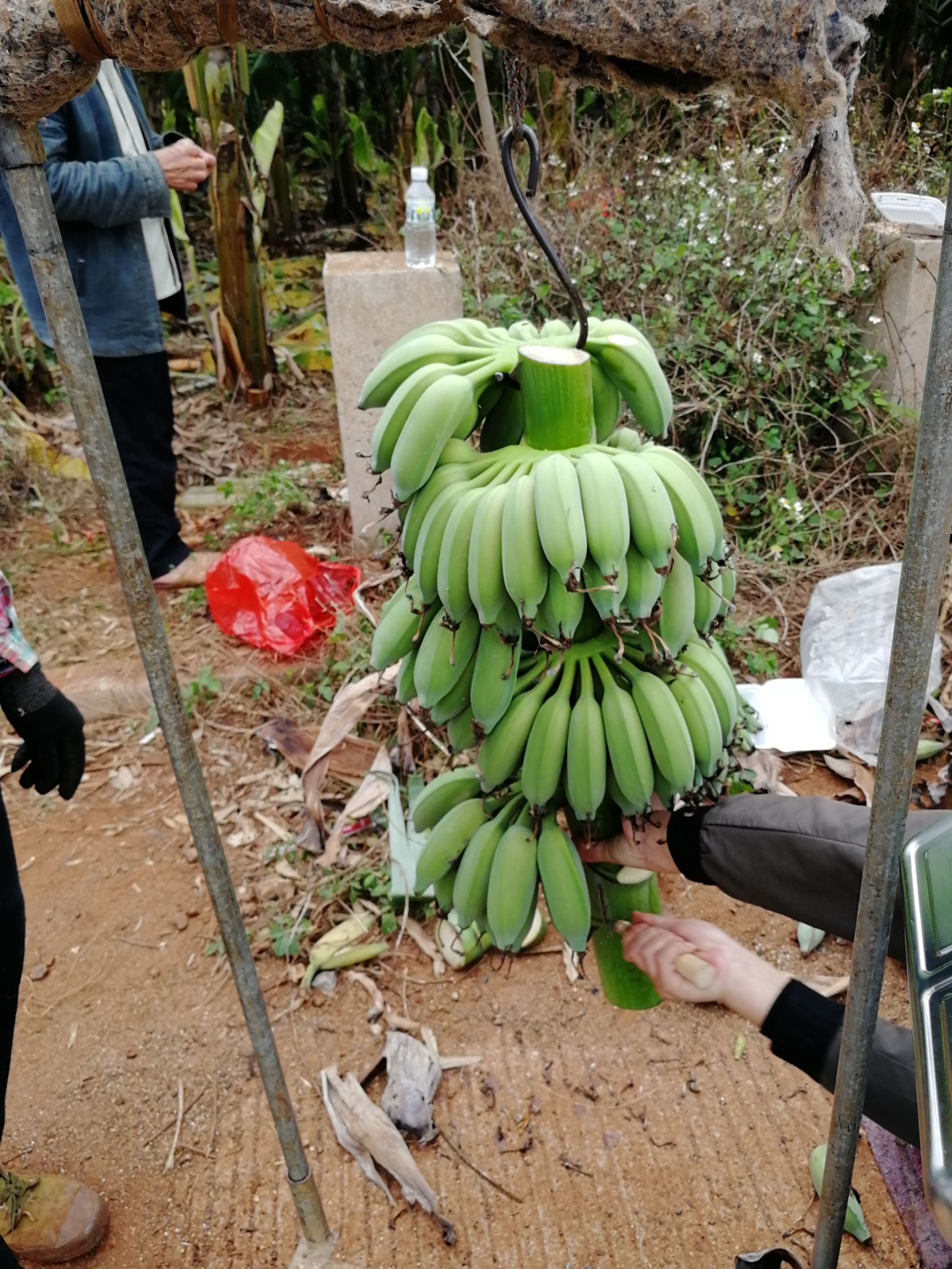 广东省湛江市徐闻香蕉，小米蕉