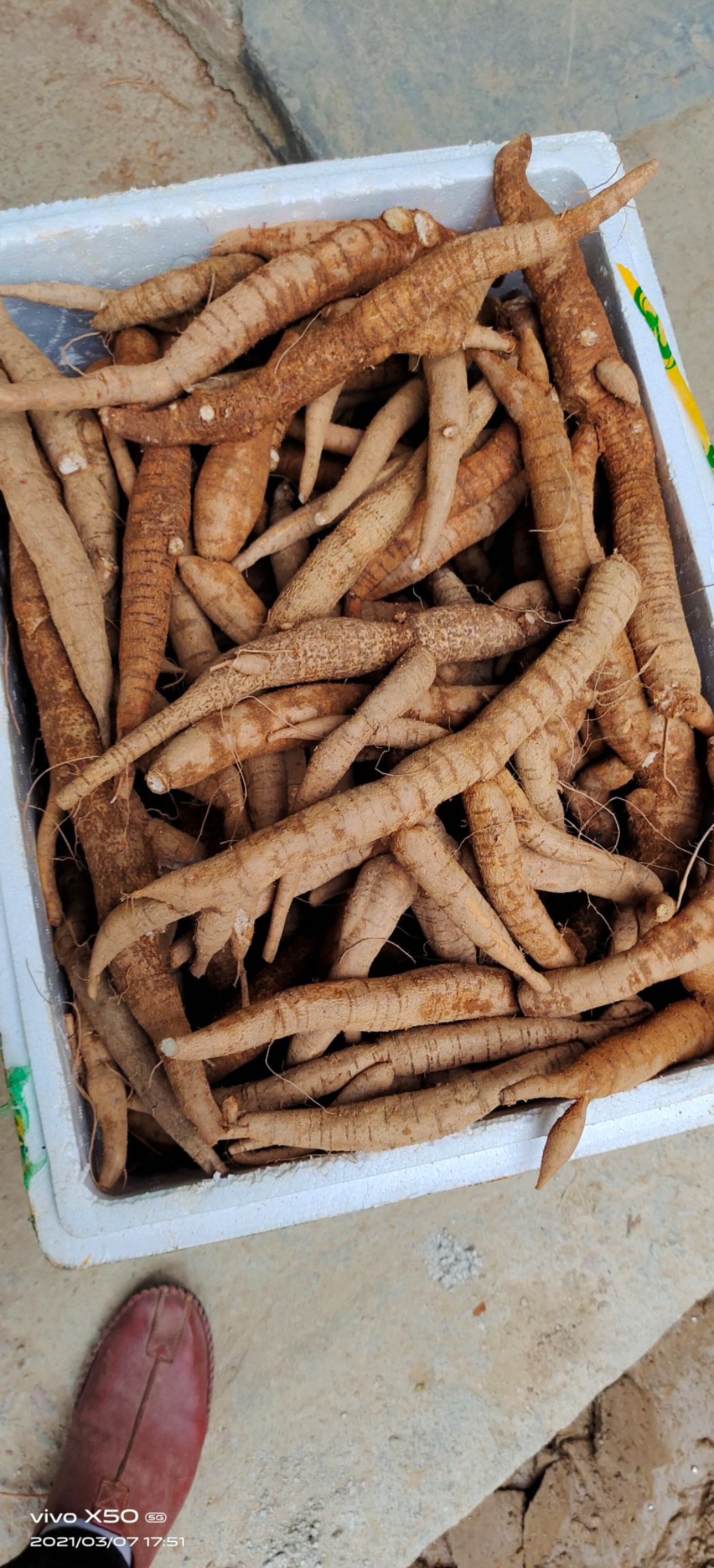 牛大力。广西牛大力。一手货源。超级甜够老。