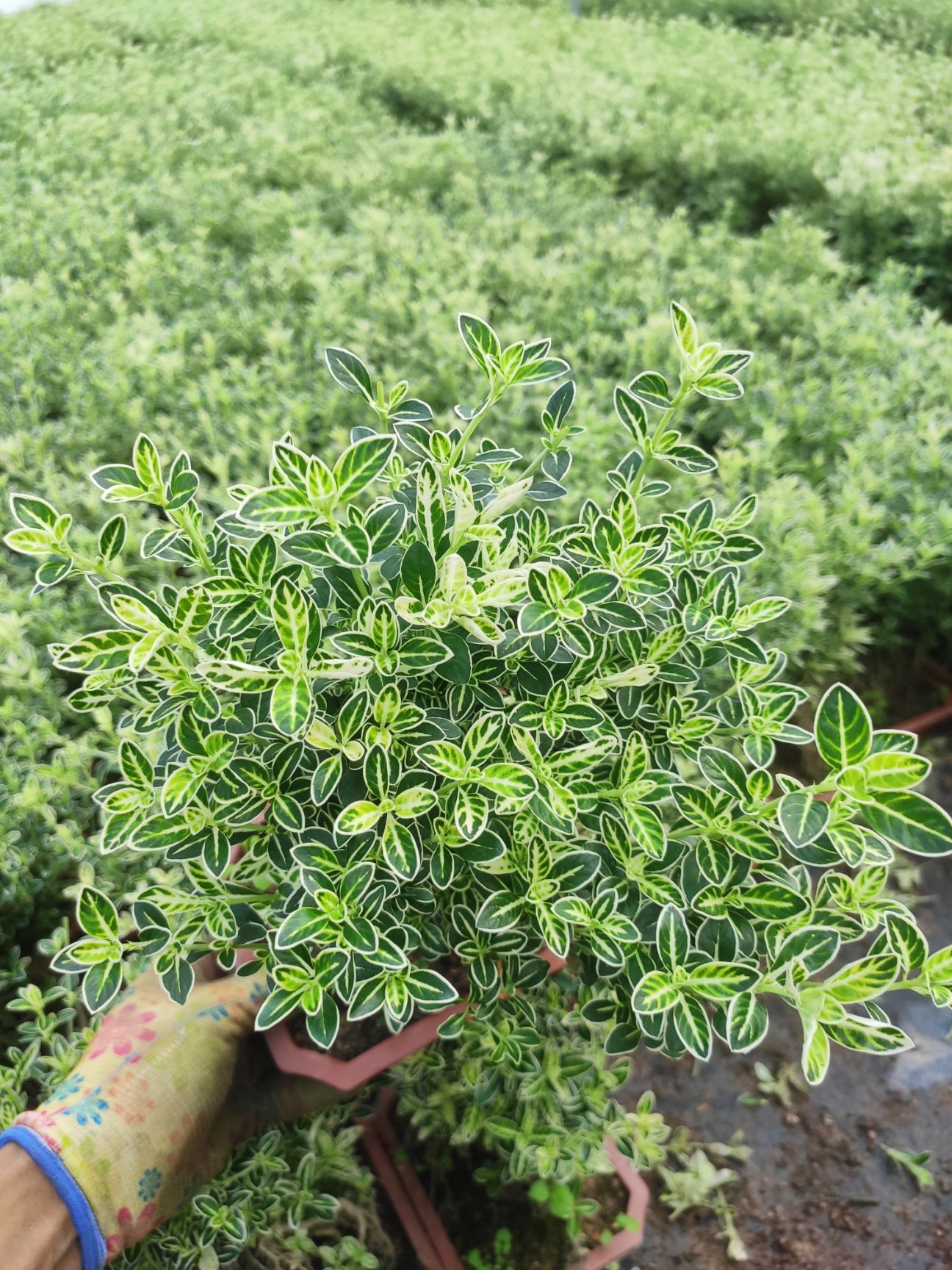 六月雪盆栽  提根六月雪 盆景盆栽绿植