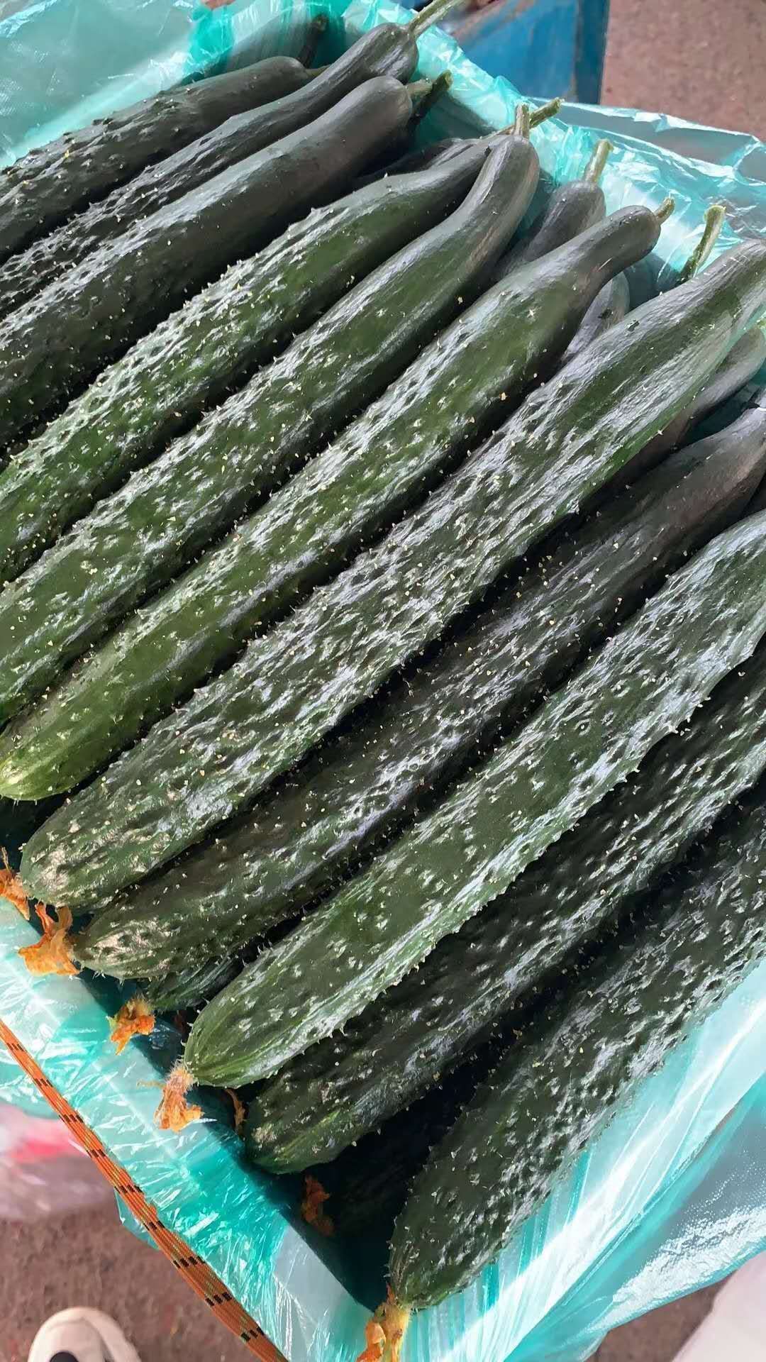 刺黄瓜 山东省临沂市兰陵县 25~35cm