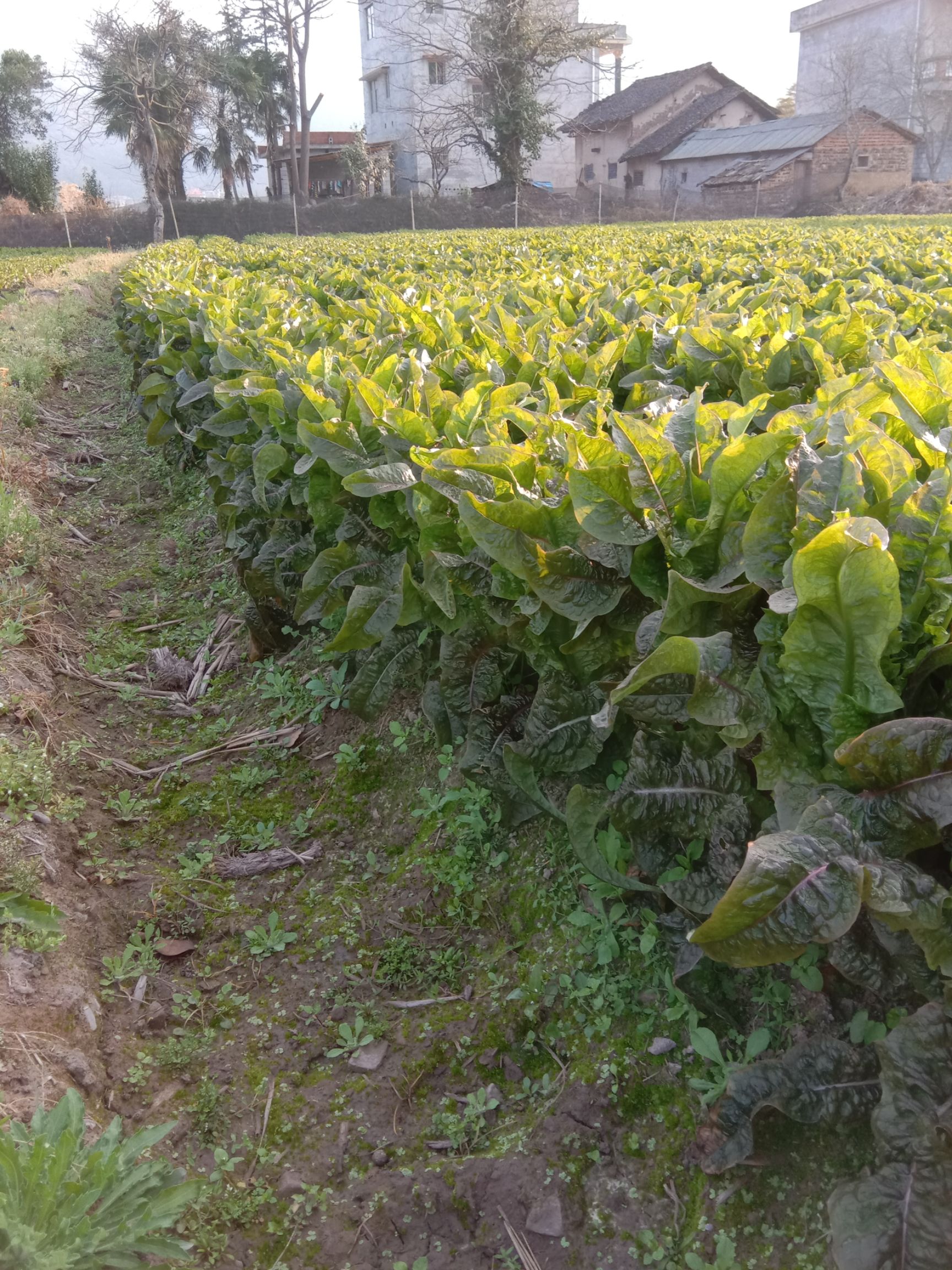  本人种植韩国红叶莴笋货好欢迎大家来采购