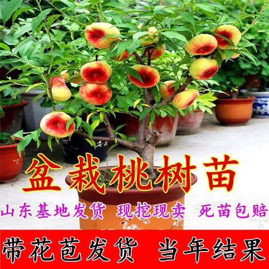 平邑县中华寿桃桃树苗  桃树苗正宗盆栽矮化嫁接桃树苗室内阳台庭院当年结果南北方种植
