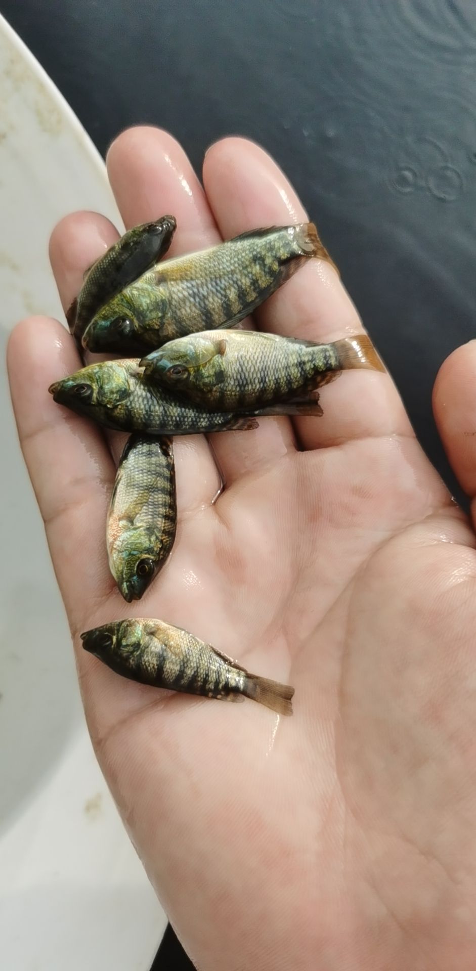 羅非魚(yú)苗  支持送貨上門，貨到付款量大從優(yōu)，四川，云南，貴州，湖南，廣西