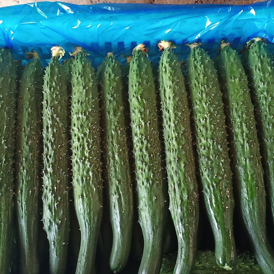 刺黄瓜 山东省聊城市冠县 15~25cm 