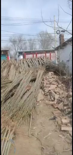 聊城 山东聊城107速生杨培育基地，鲁西北最大的苗木基地