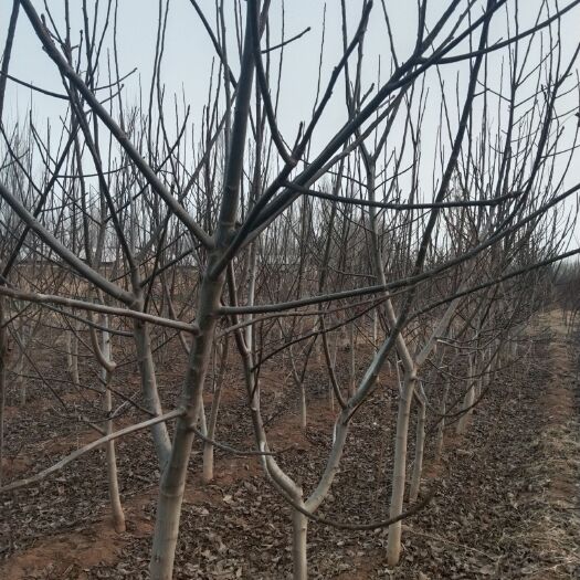 邯郸9818核桃树苗 大量出售核桃树占地树