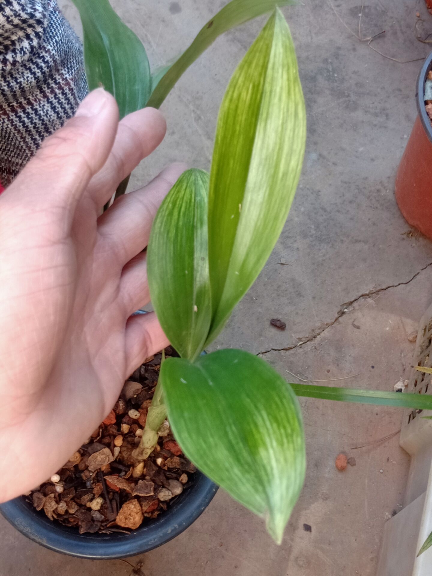 兔耳兰的各种艺草随机发喜欢什么艺可以提前预购