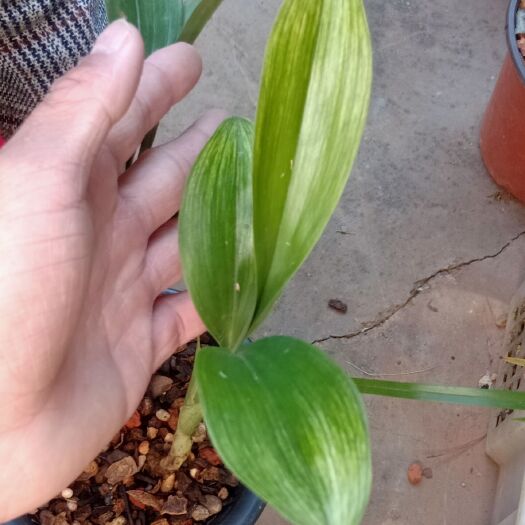 施甸县兔耳兰的各种艺草随机发喜欢什么艺可以提前预购