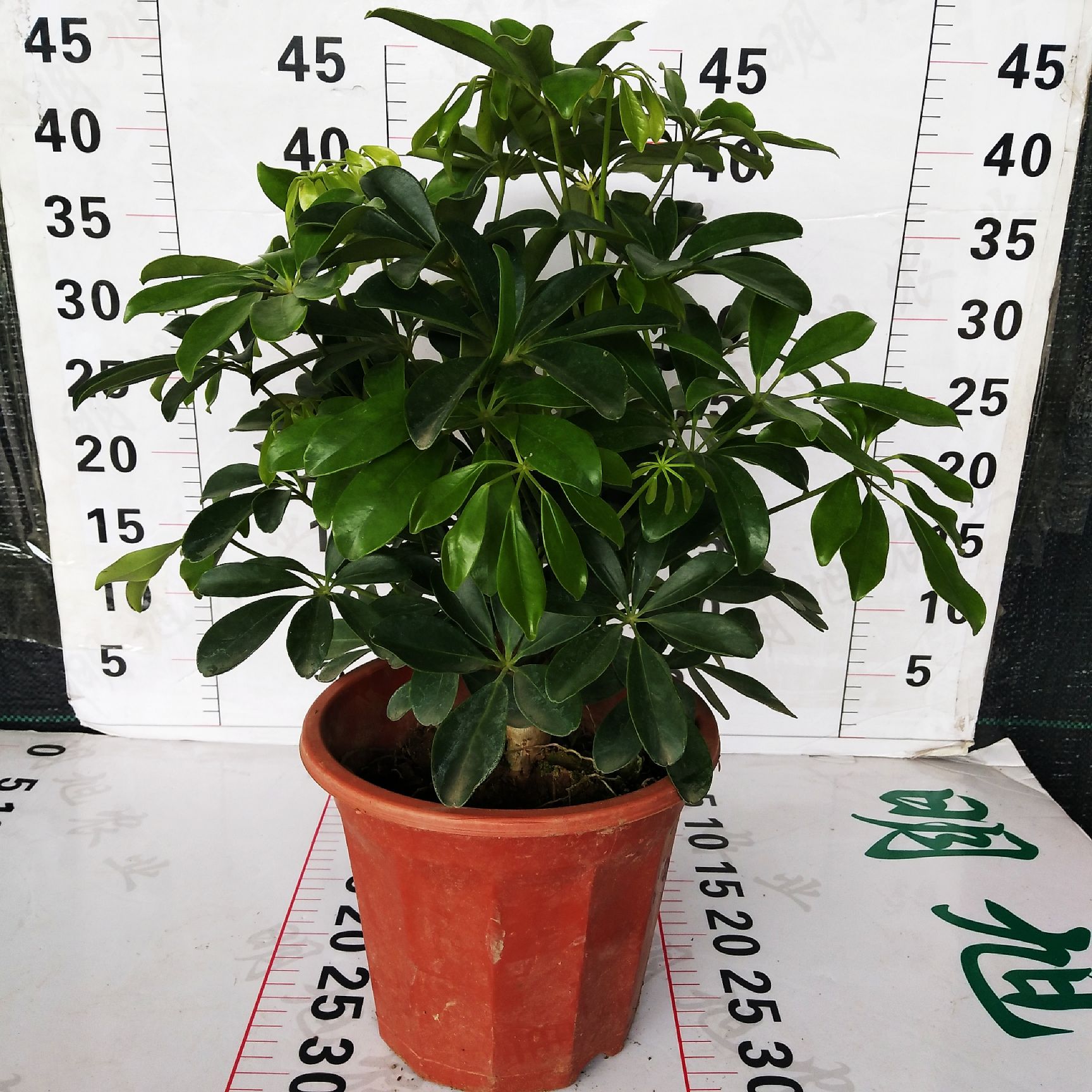 鸭脚木叶片可以从烟雾弥漫的空气中吸收尼古丁和其它有害物质，