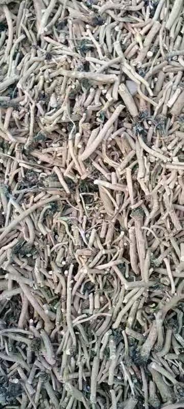 鄂伦春旗北板蓝根