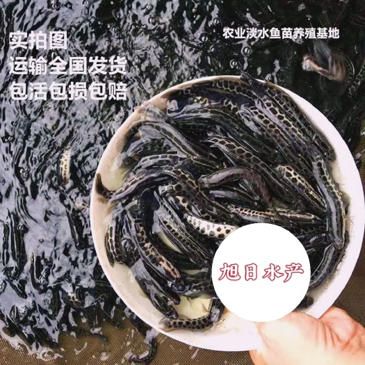 博罗县乌鳢苗  黑鱼、乌鱼、斑鱼、生鱼