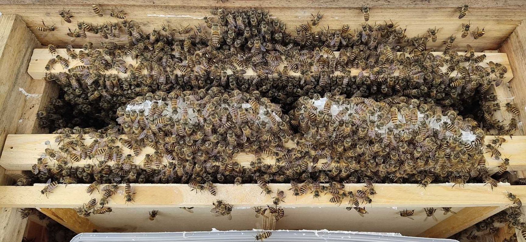 中华蜜蜂  中蜂蜂群:小群养殖（2脾巢框尺寸42*24cm）复式育王。