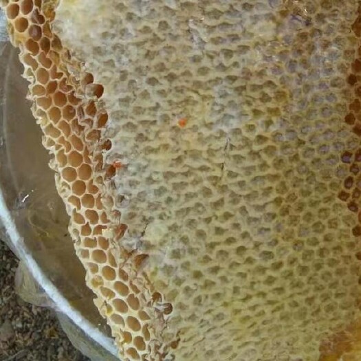 瑞丽市缅甸天然蜂蜜，大挂蜜小挂蜜百花蜜悬崖蜜土蜂蜜，假一赔十