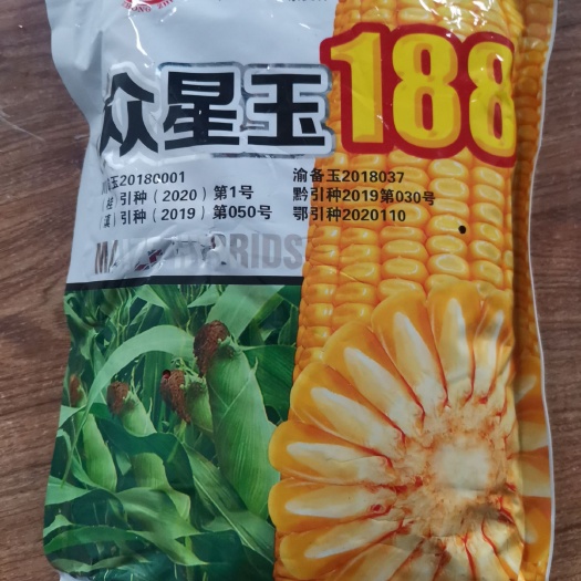 南宁众星玉188饲料玉米  饲料高产玉米种子 大颗粒种籽，耐旱，