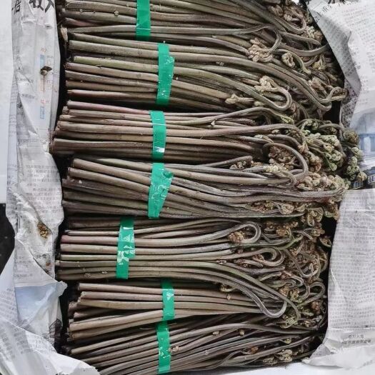 安顺蕨菜 大量甜蕨上市