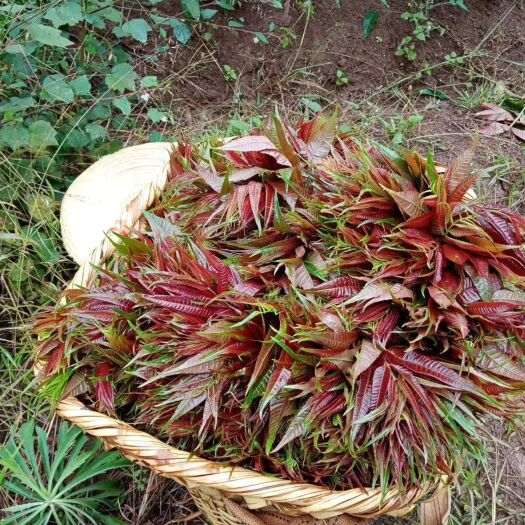 弥勒市 高山露天红油香椿芽