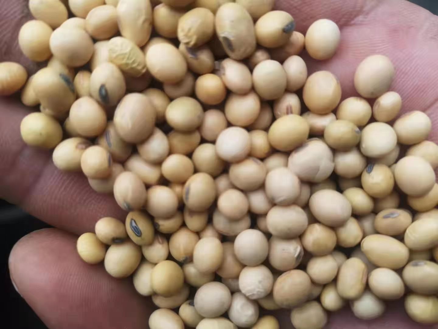 优质大豆  压榨 豆制品  货真价实 颗粒均匀 饱满