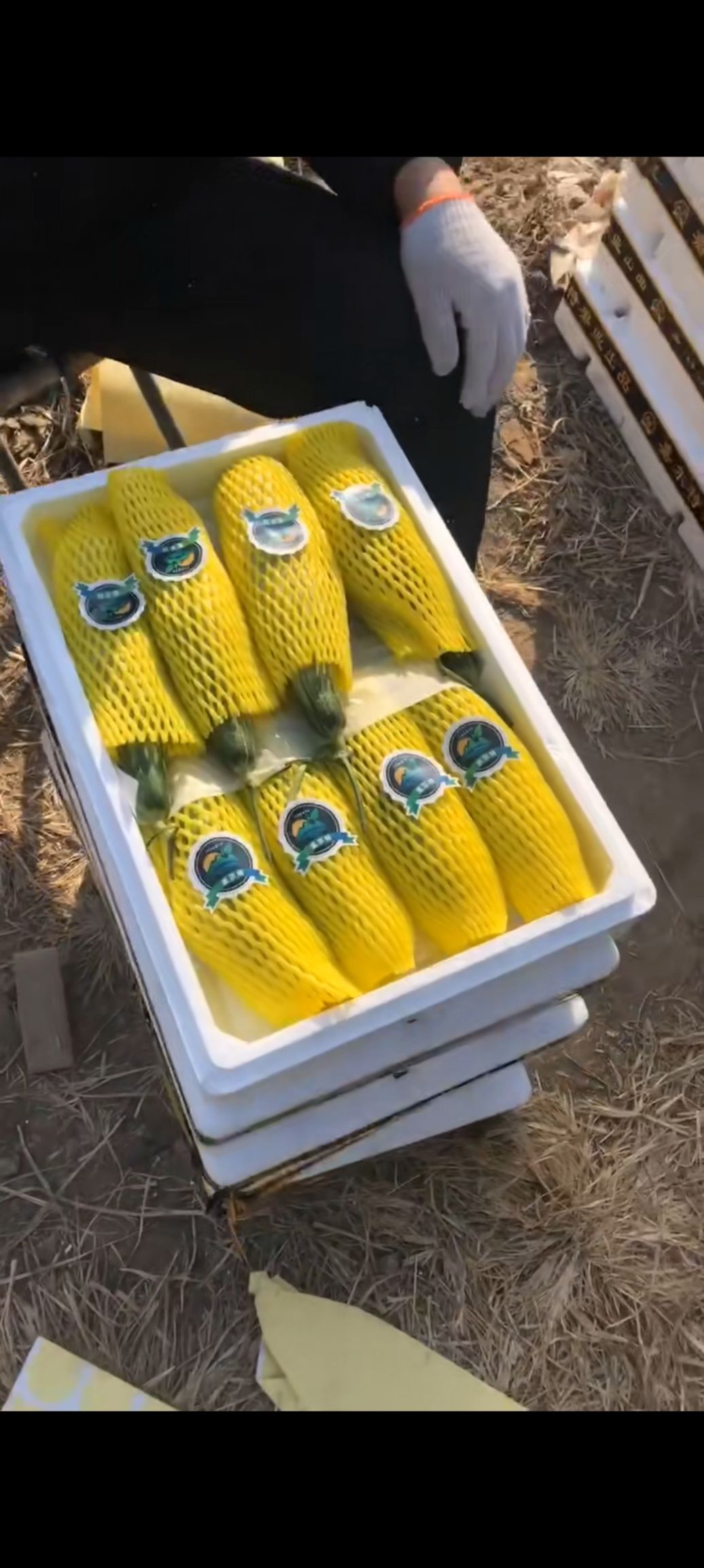 羊角蜜甜瓜  潍坊正宗老羊角蜜，适合电商，超市，市场等 一件代发 包邮