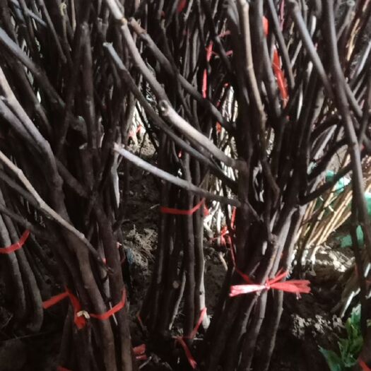 无忧树  波姬红，两年，一年，各种苗木