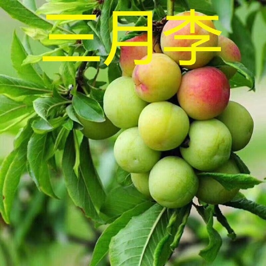 灵山县三华李苗  李子树苗嫁接早熟晚熟三月李，南方种植盘栽地栽庭院种植当年挂果