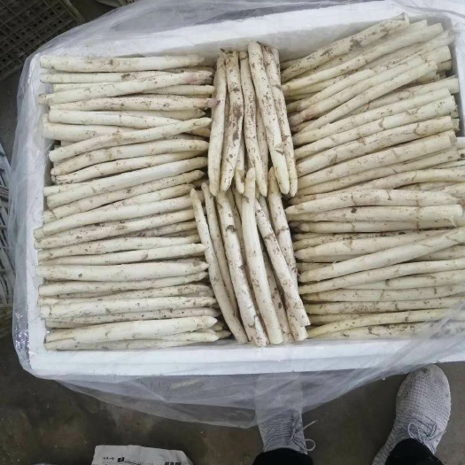 曹县反季节白芦笋长年供应。