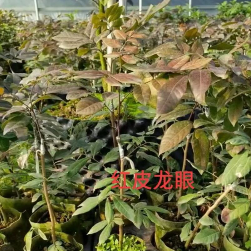 泰国红皮龙眼苗 四季龙眼苗  石硖龙眼苗  储良龙眼苗