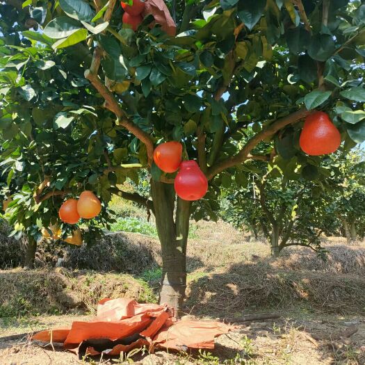 暹罗柚苗  泰国暹罗红三红柚，也叫大红袍柚，基地直供，品质纯正，根系发达