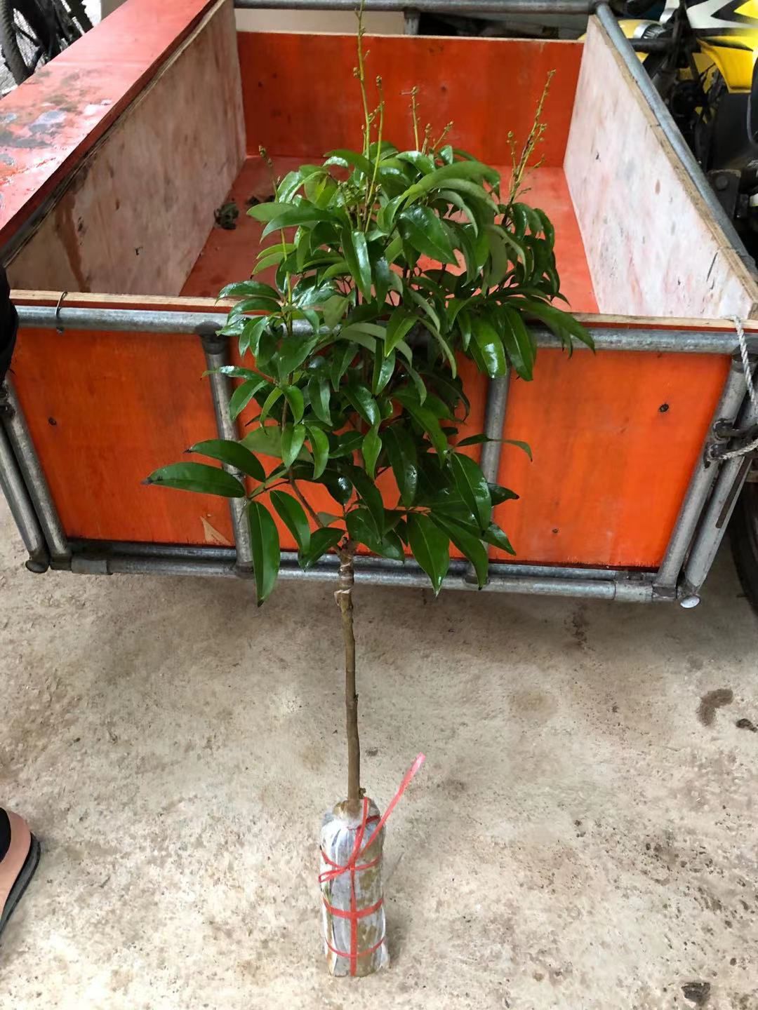 鸡嘴荔枝苗 广州仙进奉 观音绿  荔枝王苗桂味 无核荔枝妃