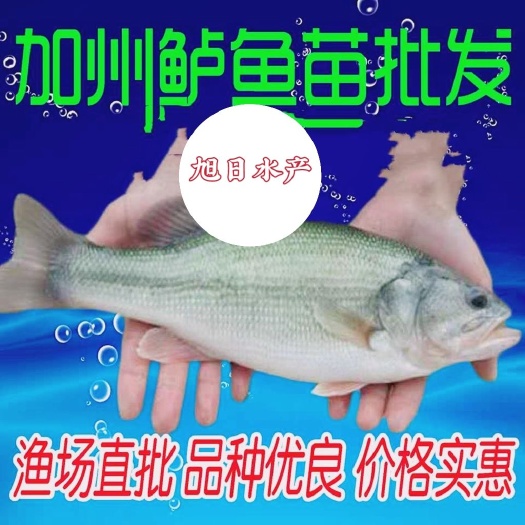 广州己训化吃料的加州鲈鱼苗、3-7公分各种规格，支持各种货运