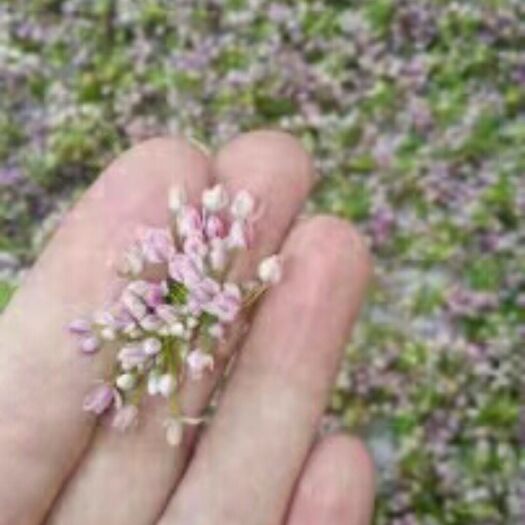 大同麻麻花  摘蒙花  摘麻花，，天香花，摘摘棉、细叶葱。