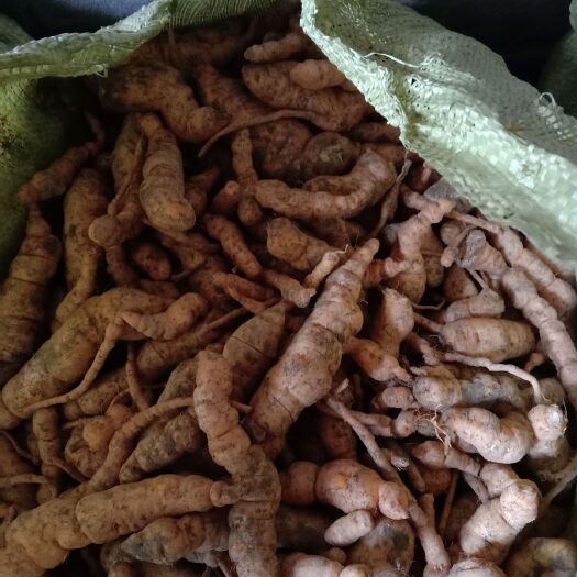 襄汾县地黄种苗 刚出土的鲜地黄籽品种好产量高抗病毒正宗吨王品种